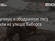 Истощенную и ободранную лису заметили на улицах Выборга