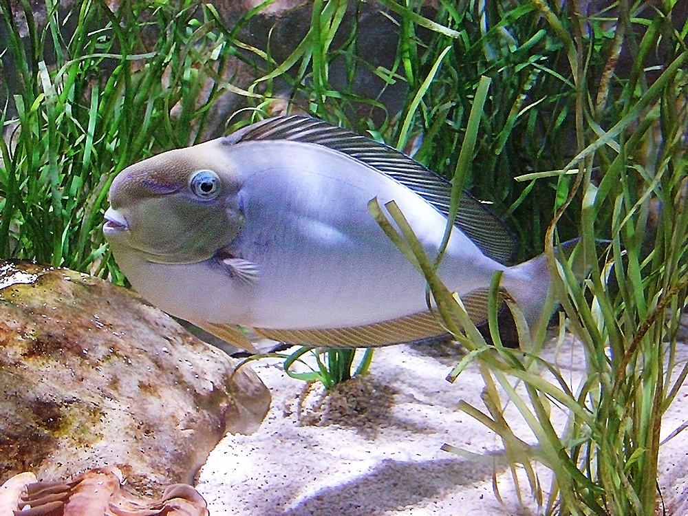 Морской центр Sea Life, Хельсинки, Финляндия