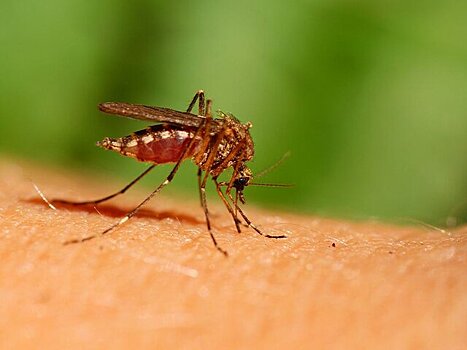 Попова: 47 новых вирусов обнаружили в комарах на территории РФ