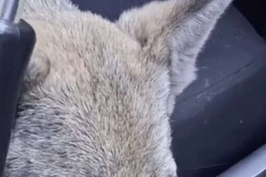 В Кемеровской области водитель дважды переехал щенка на парковке