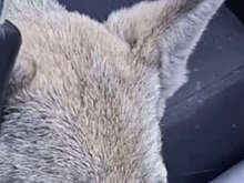 В Кемеровской области водитель дважды переехал щенка на парковке