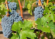 Волгоградский эксперт: «Наш климат идеален для винограда»