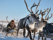 Китайский бизнес заинтересовался якутской олениной