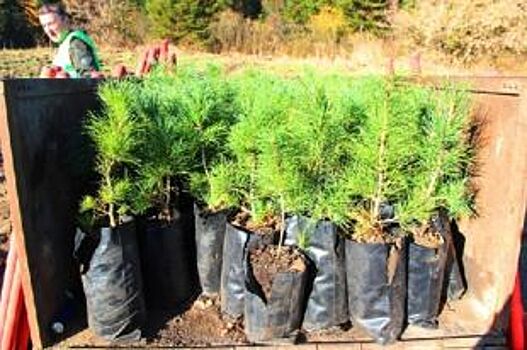 В Алтайском крае начали восстанавливать лес, который незаконно вырубили