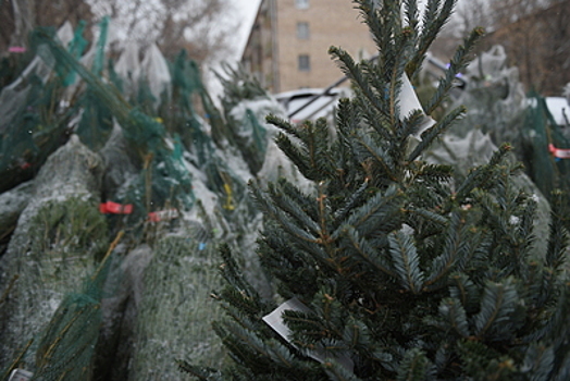 Более 300 пунктов приема елок на переработку откроются в Подмосковье 15 января