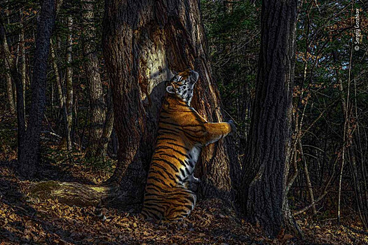 Тигрица «Земли леопарда» принесла Приморью победу в международном фотоконкурсе