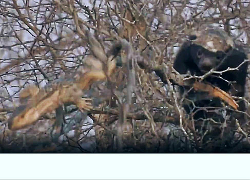 Кровожадный медоед расправился с обнаруженной на дереве ящерицей в ЮАР