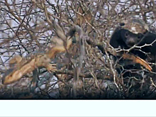 Кровожадный медоед расправился с обнаруженной на дереве ящерицей в ЮАР