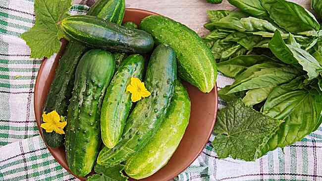 Богатый урожай: как новый гибрид огурцов покорил дачников