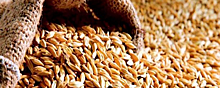 Из-за санкций в Ростовской области не смогли распродать 2,6 млн тонн зерна прошлогоднего урожая