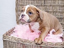 Способом научить собаку не лаять по ночам поделился кинолог