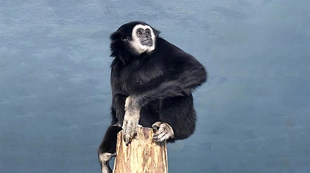 Гиббон по имени Рокки поселился в зоопарке Екатеринбурга