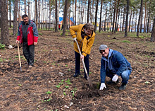 Сосновый бор в Усть-Кинельском пополнился новыми деревьями