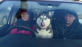 Россияне рассказали о главных проблемах путешествий с животными