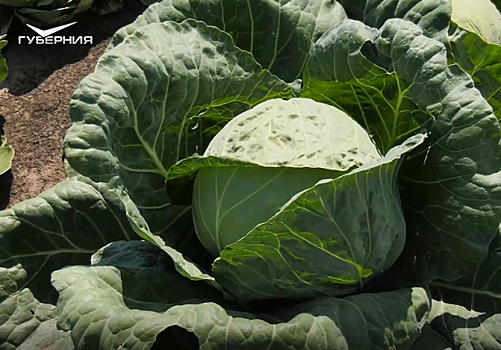 Самарские овощеводы приступили к уборке белокочанной капусты
