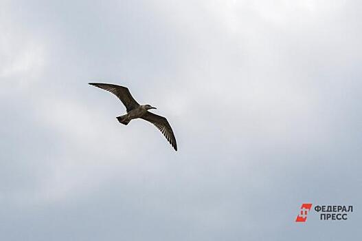 Аэропорт «Уфа» выплатит более 17 млн рублей за аварию с птицей