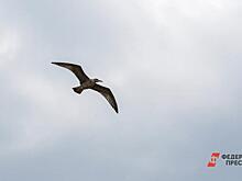 Аэропорт «Уфа» выплатит более 17 млн рублей за аварию с птицей