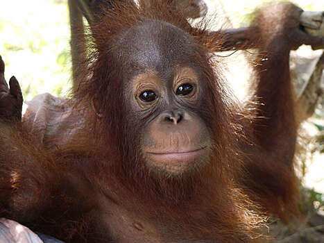 Ветеринары с Бали показали, как купают орангутанов в зоопарке