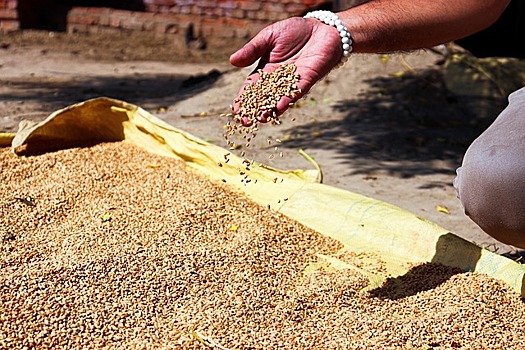 Индия потратит более $141 млрд на продление программы по раздаче  продовольственного зерна