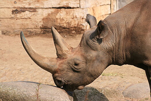 В Танзании умерла старейшая в мире самка носорога