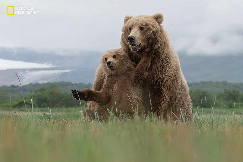 Медвежьи объятия, Аляска