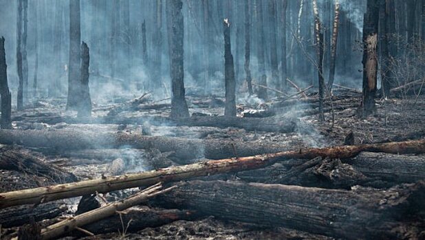 Все лесные пожары на территории Чукотки потушены