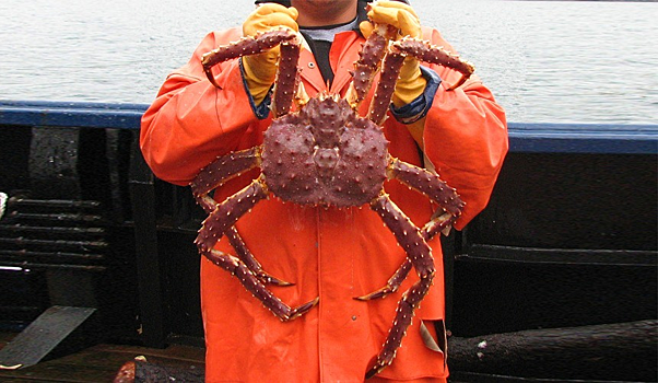 Губернатор Мурманской области позвал туристов ловить крабов