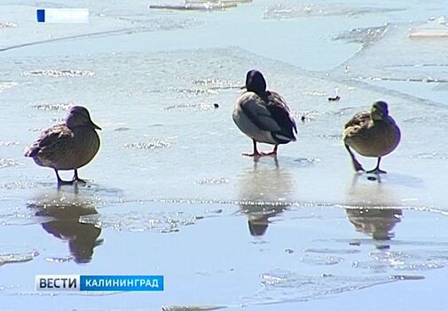 Синоптики: в Калининграде потеплеет к концу недели
