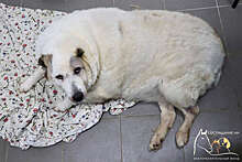 В Нижнем Новгороде весивший около центнера пес похудел на 36 кг за два месяца