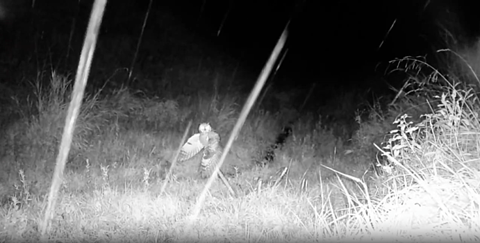 Ушастая сова попала в кадр фотоловушки в Удмуртии