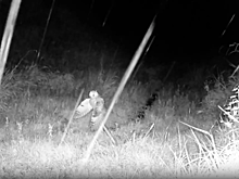 Ушастая сова попала в кадр фотоловушки в Удмуртии