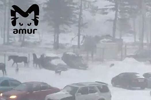 На Кунашире жители жалуются на диких лошадей, которые портят машины во время брачных игр