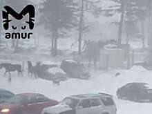 На Кунашире жители жалуются на диких лошадей, которые портят машины во время брачных игр