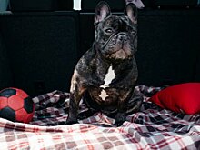 Кот или собака терпеть не могут машину — что делать?