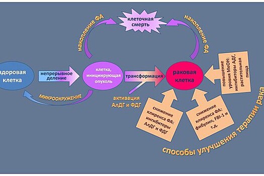 Обнаружена способность моноклональных антител убивать раковую клетку