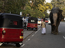 Посольство РФ прокомментировало нападение слона на россиян на Шри-Ланке