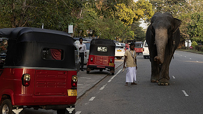 Посольство РФ прокомментировало нападение слона на россиян на Шри-Ланке