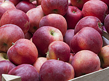 В чем польза и вред яблок