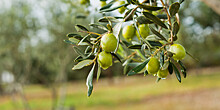 Оливки созрели: в Туркменистане собирают урожай масличного дерева