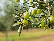Оливки созрели: в Туркменистане собирают урожай масличного дерева