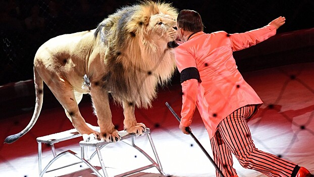 Лев напал на человека во время шоу в Сочинском цирке