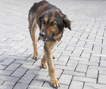 Родители челябинских спортсменов просят губернатора очистить городской бор от бродячих собак