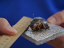 В России нашли «потерянный» на 100 лет вид кузнечика