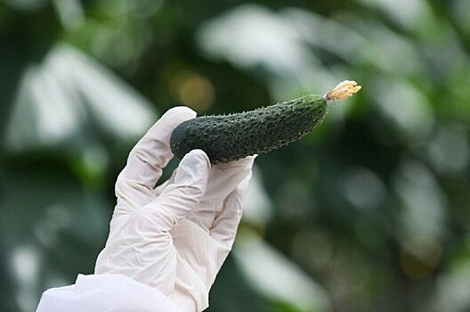 Луховицкое варенье из огурцов признали лучшим гастрономическим сувениром России