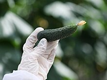 Луховицкое варенье из огурцов признали лучшим гастрономическим сувениром России