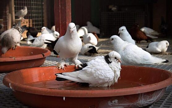 Голубятня своими руками