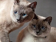 Самые красивые клички для кошек