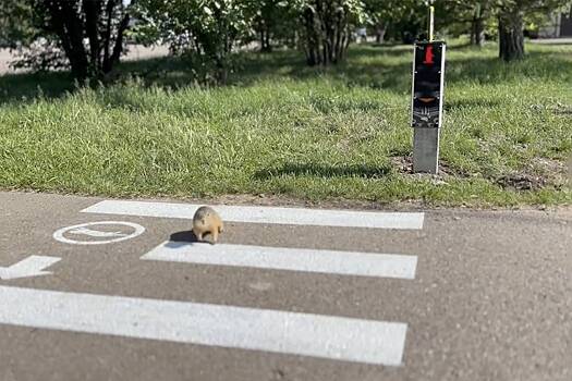 В России установили самый необычный светофор