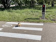 В России установили самый необычный светофор