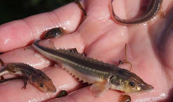 Волгоградское водохранилище пополнили около 750 тысяч мальков стерляди